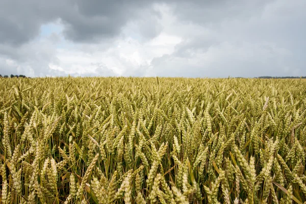 Verano en campo de trigo . —  Fotos de Stock