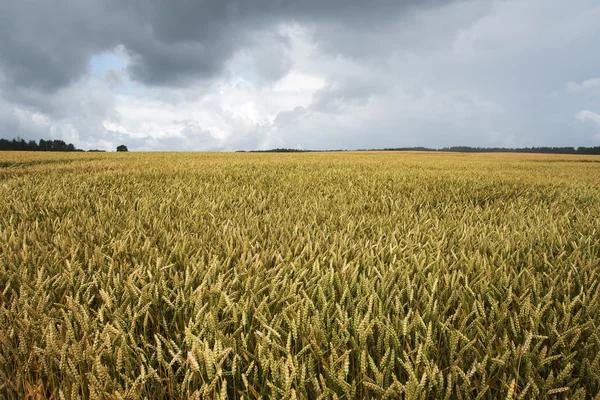 Summer on wheat field. — Stock Photo, Image