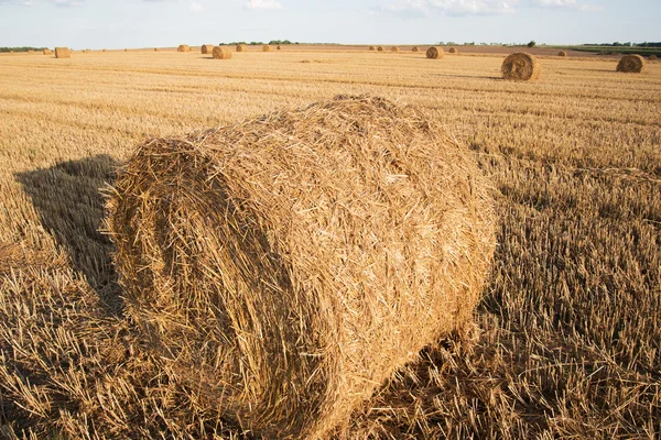 Rolo de palha . — Fotografia de Stock