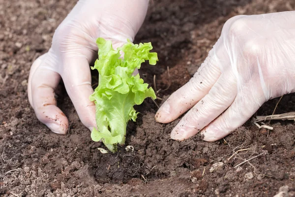 Plantering av sallad. — Stockfoto