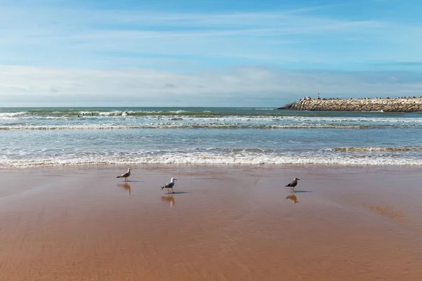 Atlantic vågor och fåglar. — Stockfoto