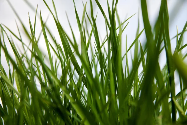 Grama verde. — Fotografia de Stock