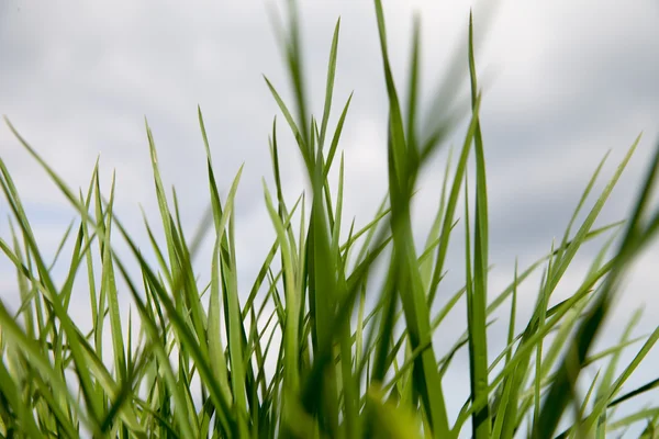 Green grass. — Stock Photo, Image