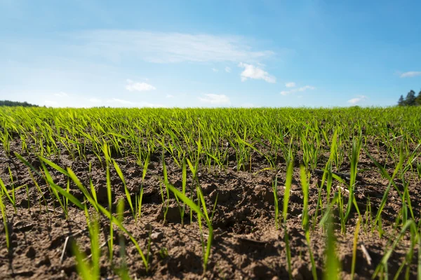 New wheat. — Stock Photo, Image