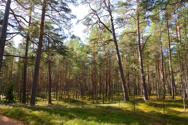 Pines. — Stock Photo, Image