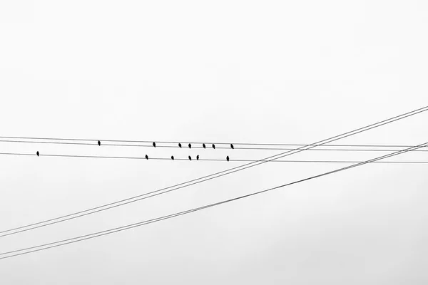Pássaros em fios . — Fotografia de Stock