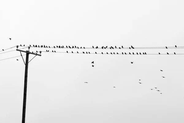 Birds on wires. — Stock Photo, Image