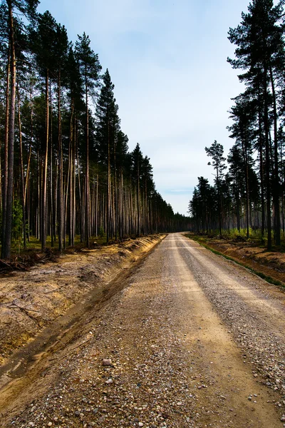 Strada forestale . — Foto Stock