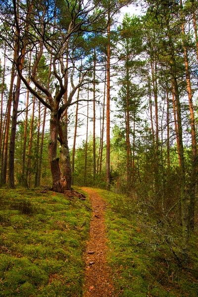 Pad in het bos. — Stockfoto