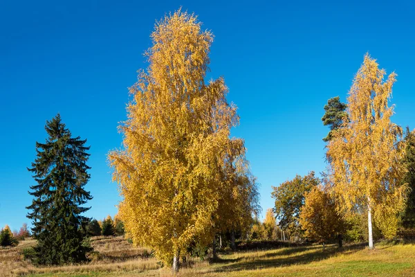 Autumn in birches. — Stock Photo, Image