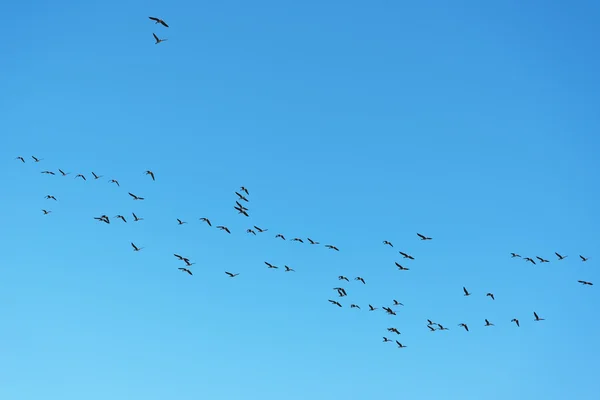 Aves migratórias no outono . — Fotografia de Stock