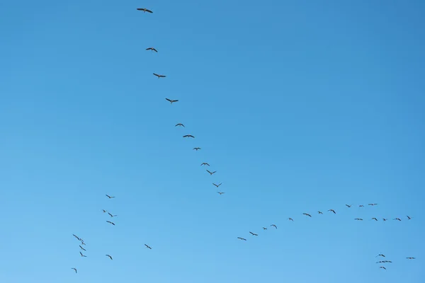 Migratory birds in autumn. — Stock Photo, Image