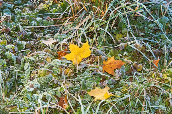 Frost on green grass. — Stock Photo, Image