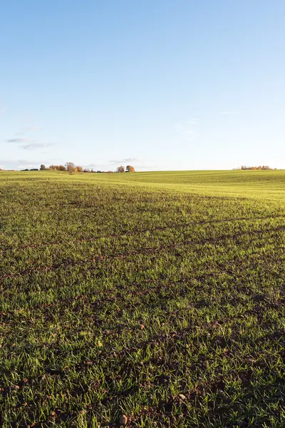 Esporas de trigo verde en el campo agrícola . —  Fotos de Stock