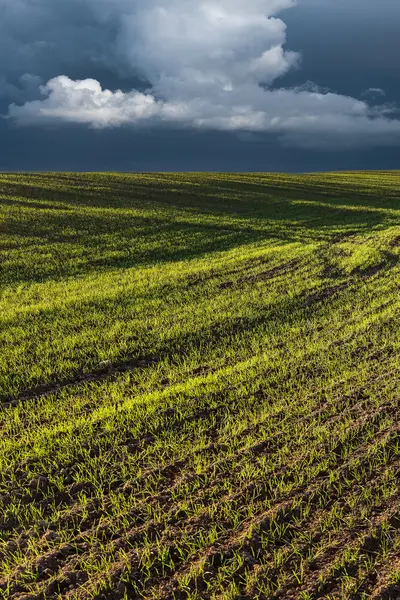 Sportivi di frumento verde in campo agricolo . — Foto Stock