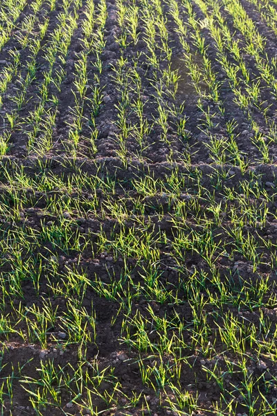 Esporas de trigo verde en el campo agrícola . — Foto de Stock