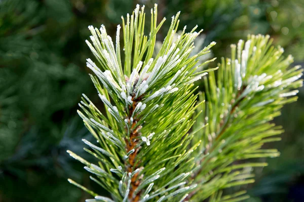 Frost an Zweigen. — Stockfoto