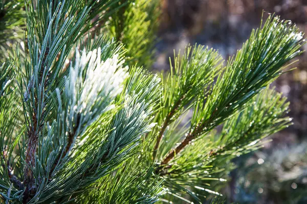 Frost an Zweigen. — Stockfoto