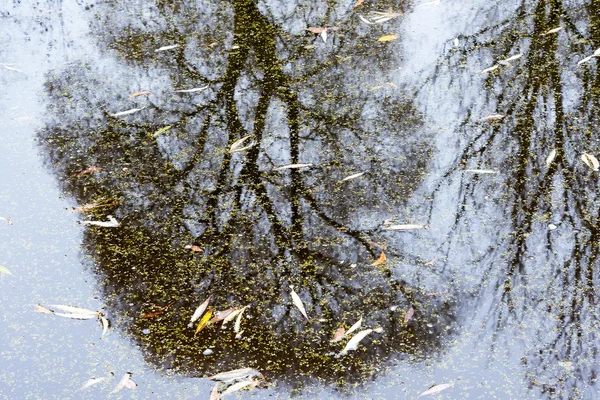 Hösten i reflektioner. — Stockfoto