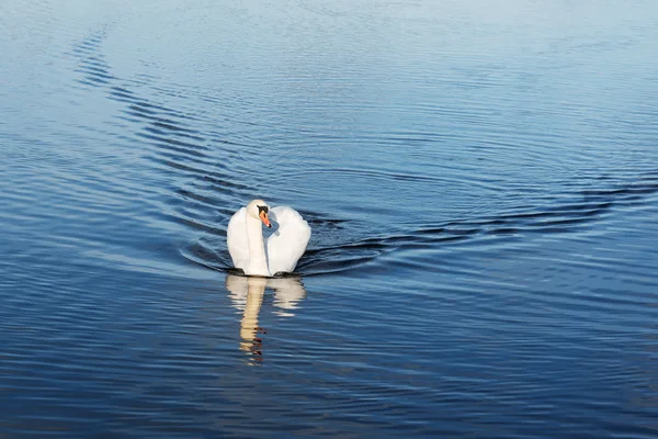 백조의 호수에. — 스톡 사진