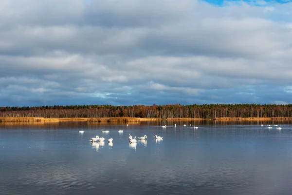 Cigni bianchi nel lago . — Foto Stock