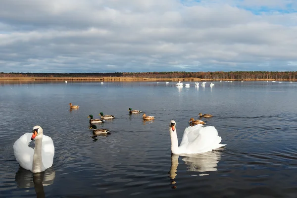 Vita svanar i sjön. — Stockfoto