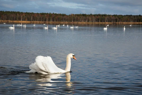 Witte zwanen in lake. — Stockfoto