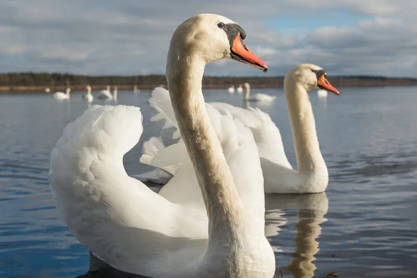 Weiße Schwäne im See. — Stockfoto