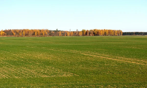 Green field in autumn. — Stock Photo, Image
