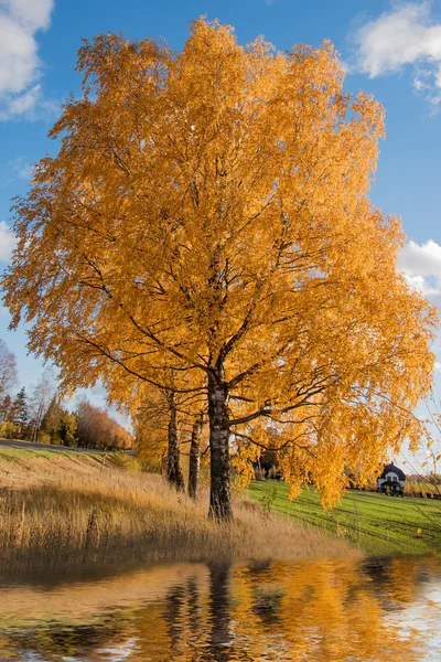 Björk i höst. — Stockfoto