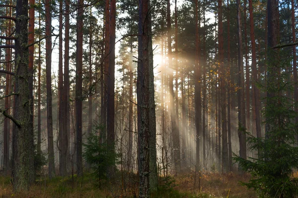 Solljus i skogen. — Stockfoto