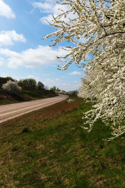 Letonca kırsal kesimde bahar. — Stok fotoğraf