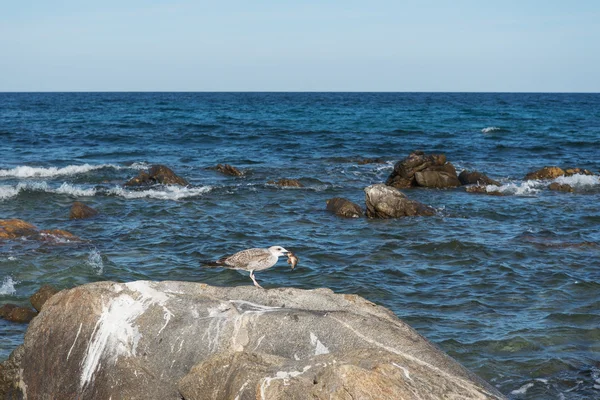 Bird and fish. — Stock Photo, Image