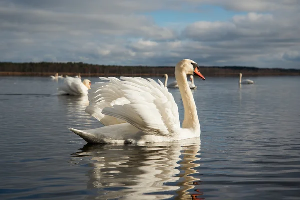 Cisnes en el lago . — Foto de Stock