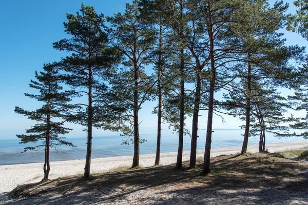 Pini nel Mar Baltico . — Foto Stock