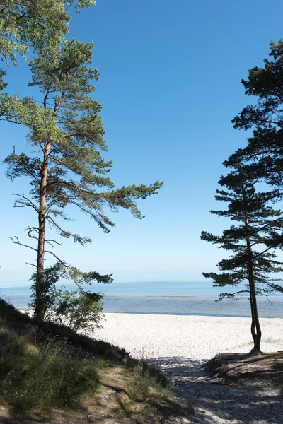 Tallarna på Östersjön. — Stockfoto