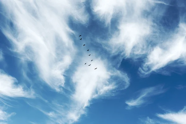 Migratory birds in the sky. — Stock Photo, Image