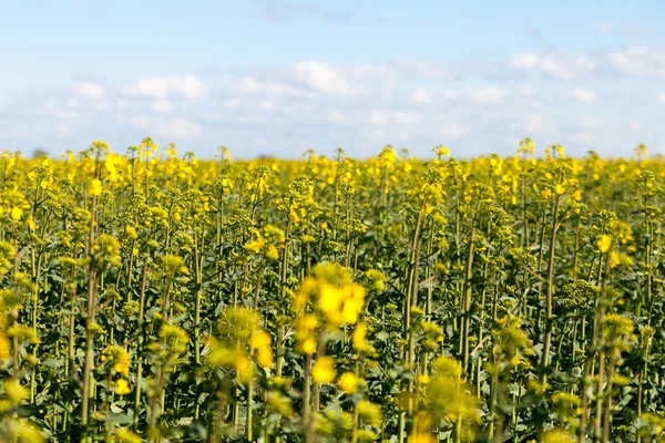 Campo de Canola Floreciente . —  Fotos de Stock