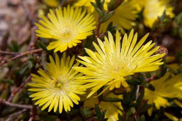 Close up of yelow flowers. — Stock Photo, Image