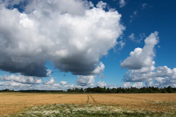 Lettiska sommaren lanscape. — Stockfoto