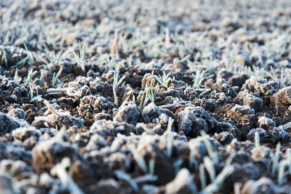 Fozen veld inearly winter. — Stockfoto