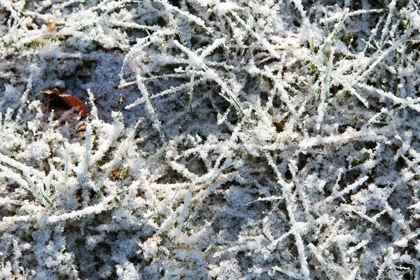 Gras in Morming. — Stockfoto