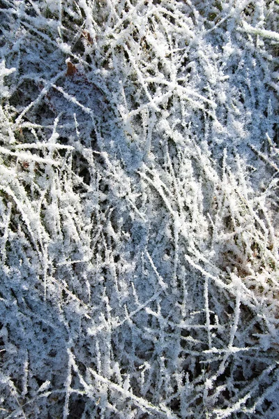 Frozen grass in morming. — Stock Photo, Image