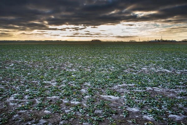 Ijs op landbouwgebied. — Stockfoto