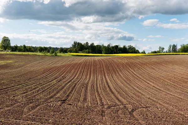 Neues Maisfeld. — Stockfoto