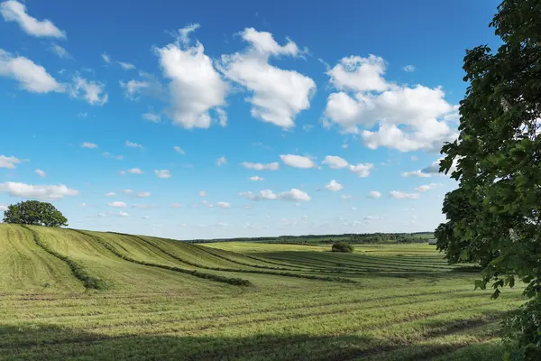 Green mowed field. — Stock Photo, Image