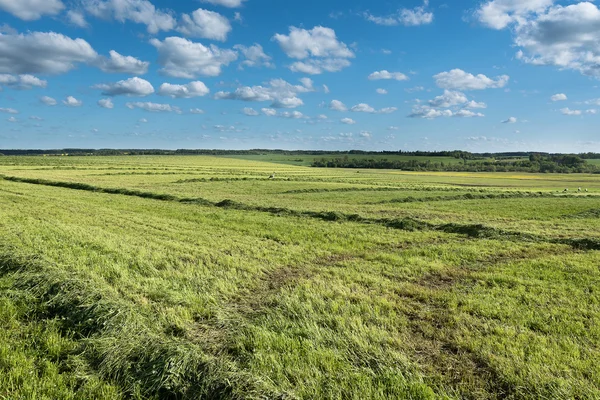 Green mowed field. — Stock Photo, Image