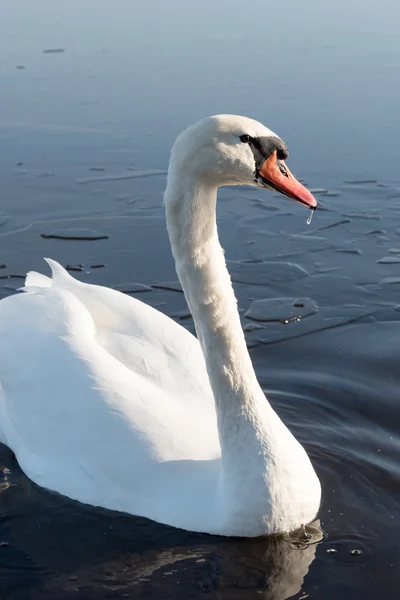 Swan i kall sjö. — Stockfoto