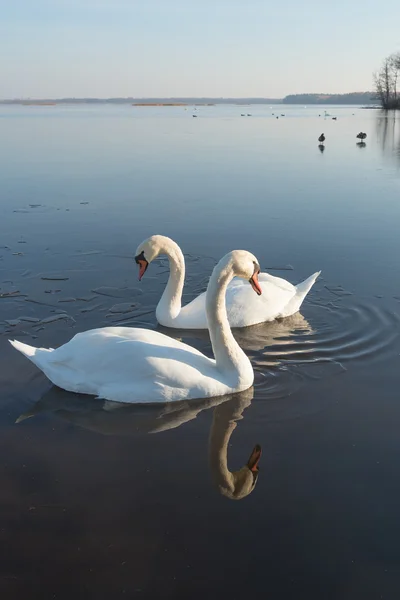 Лебеди в холодном озере . — стоковое фото