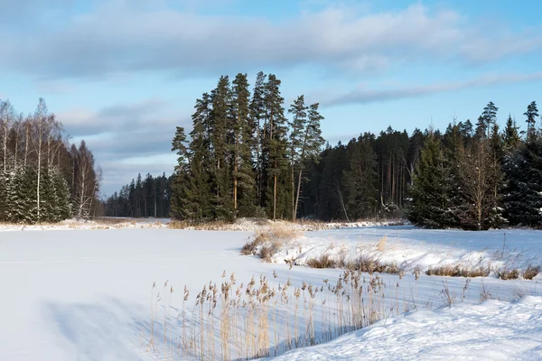 Paesaggio invernale, Lettonia . — Foto Stock